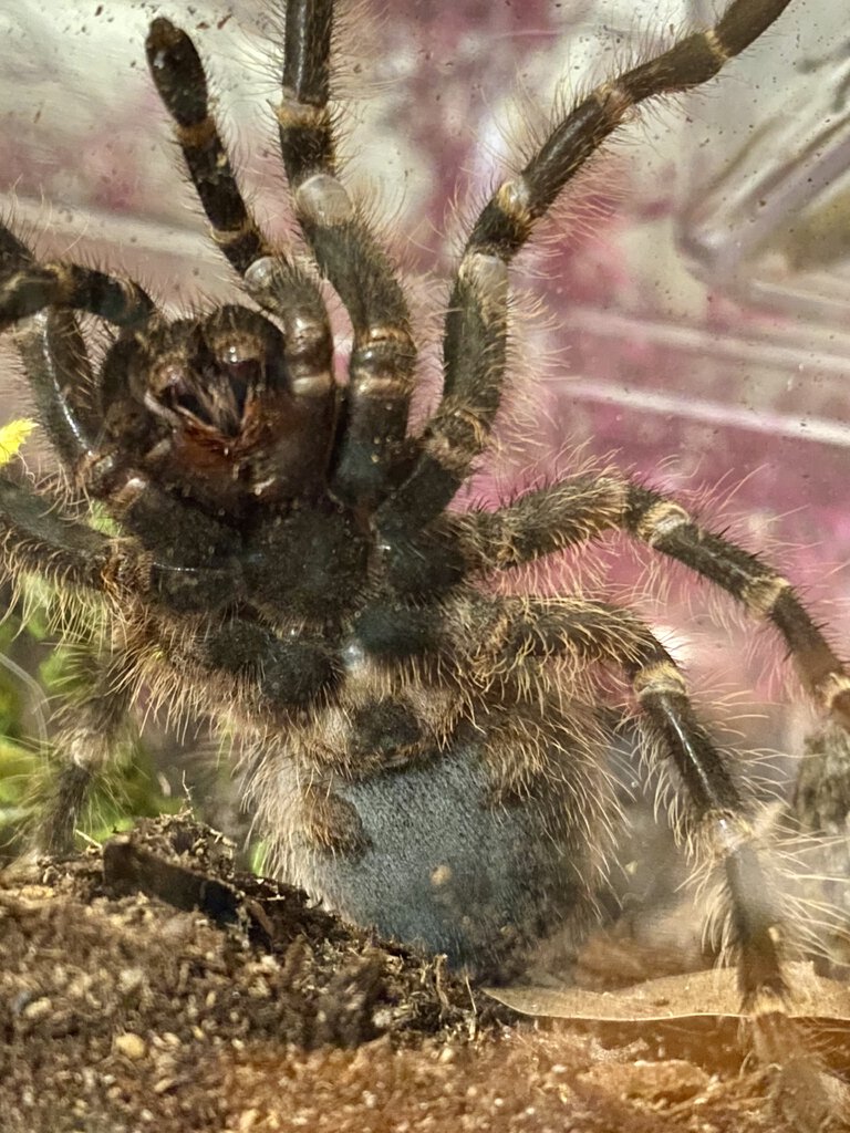 G pulchripes ventral