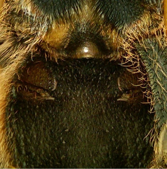 G. Pulchripes