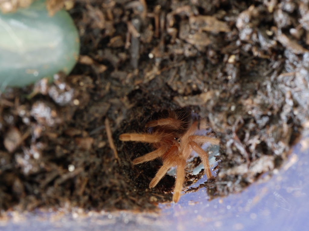 G. Pulchripes