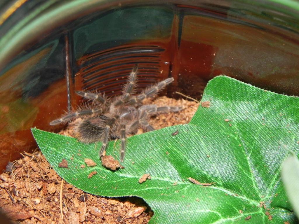 G. Pulchripes