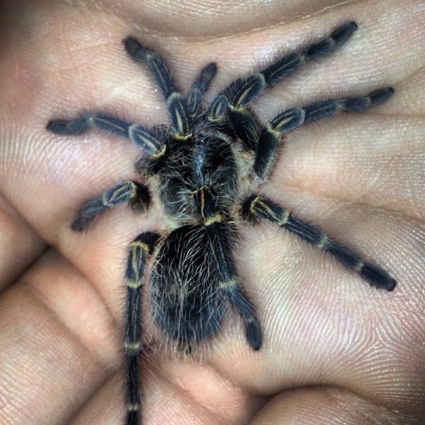 G. pulchripes