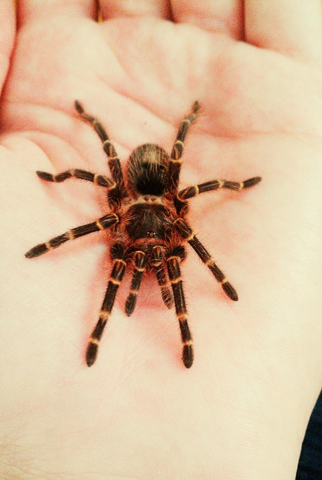 G. Pulchripes