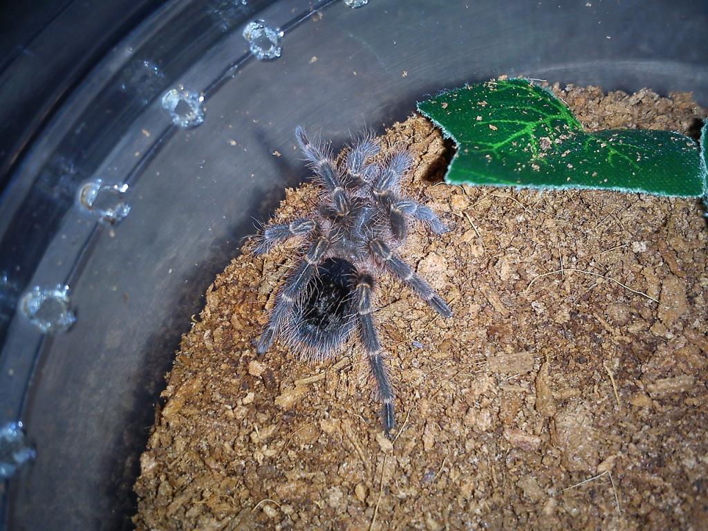 G pulchripes