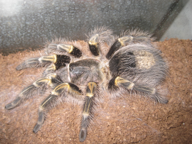 G Pulchripes