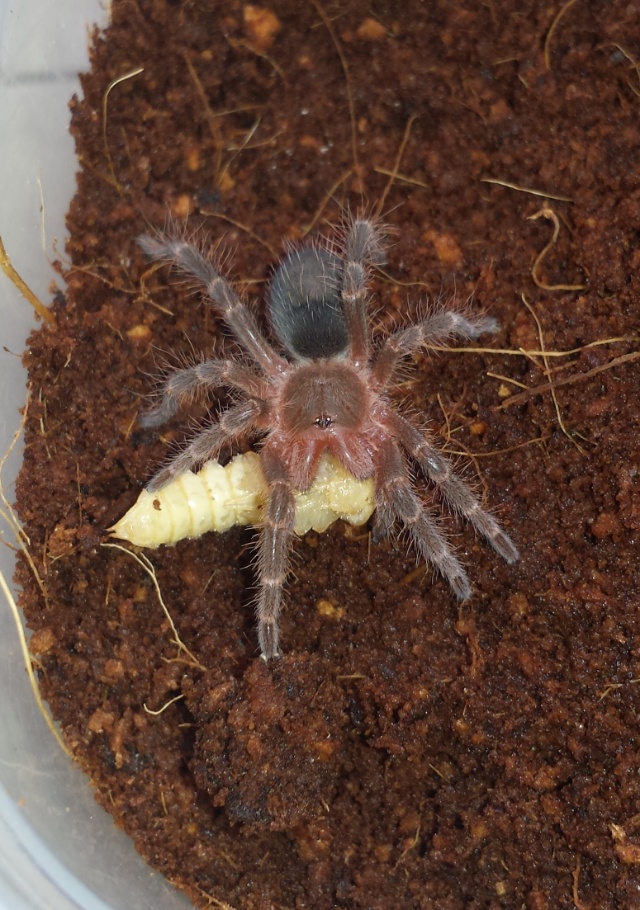 G pulchripes