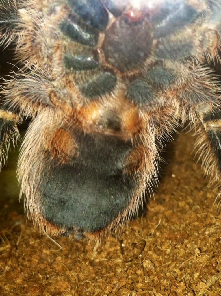 G. pulchripes