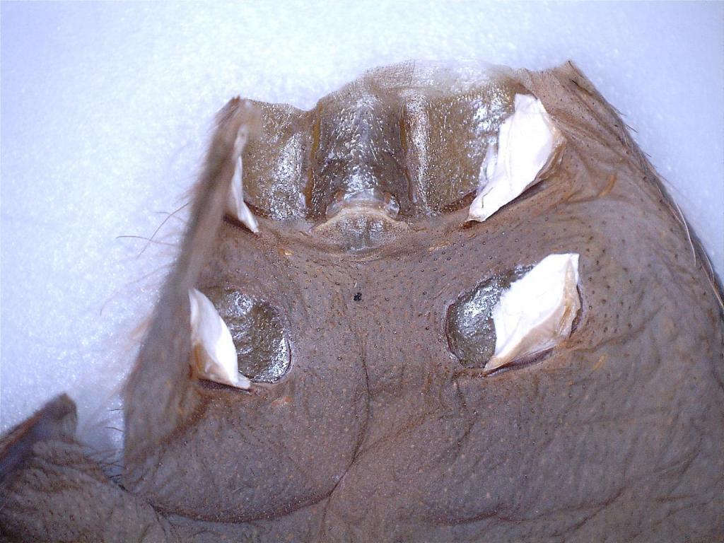 G. Pulchripes