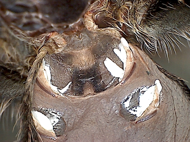 G. pulchripes