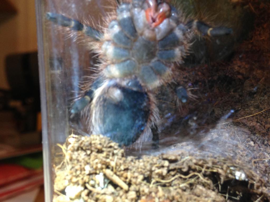 G. pulchripes