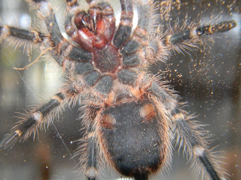 G. pulchripes