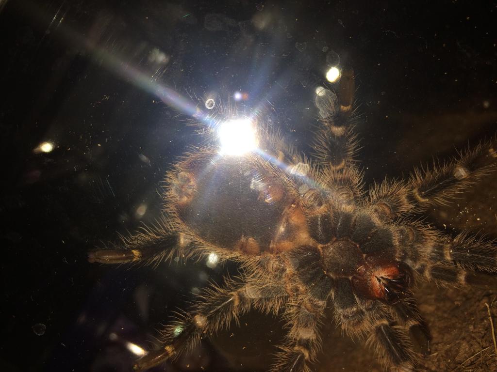 G. pulchripes