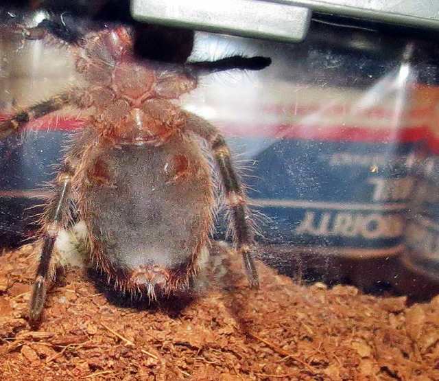 G. Pulchripes