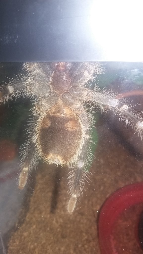 g. pulchripes