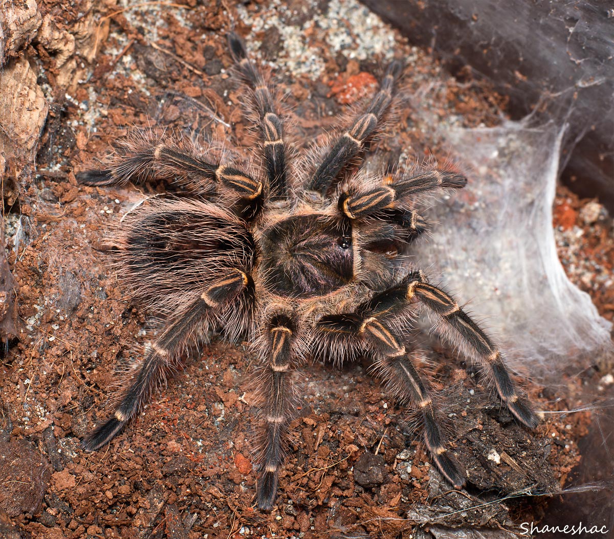 G pulchripes