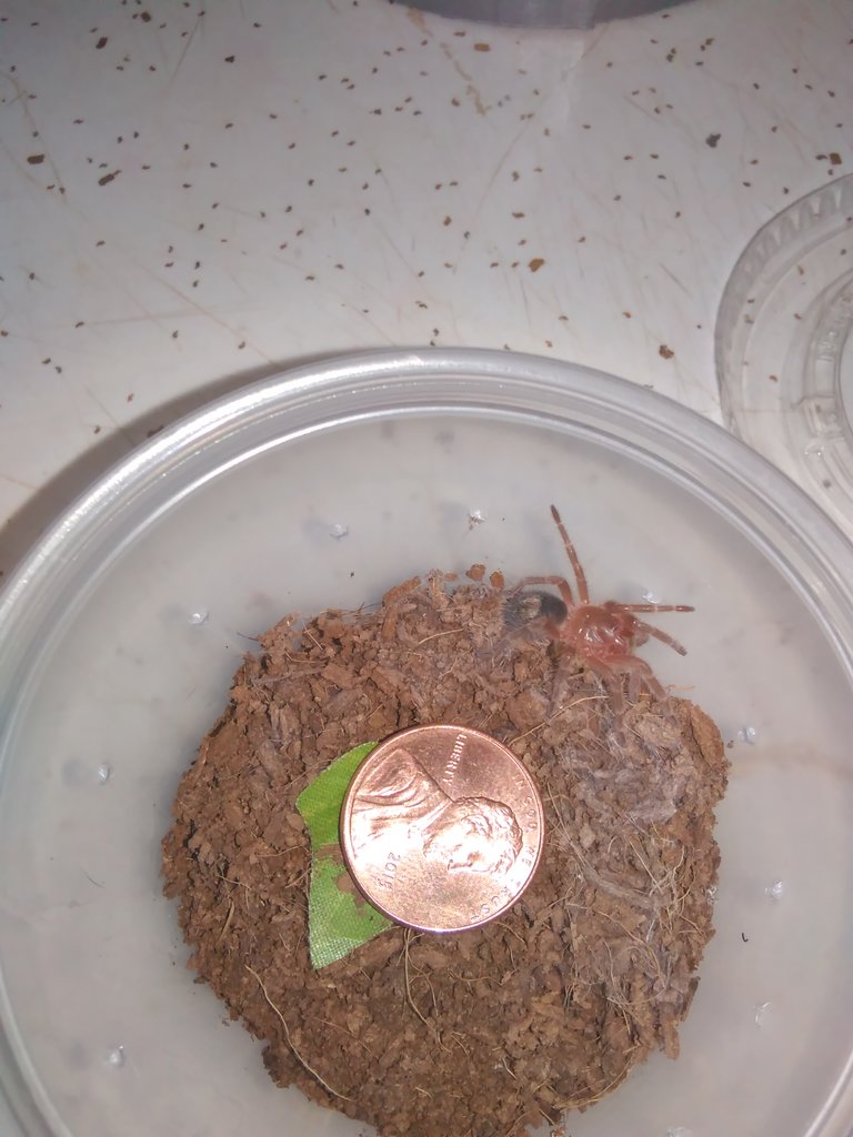 G. pulchripes