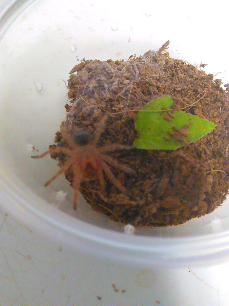 G. pulchripes