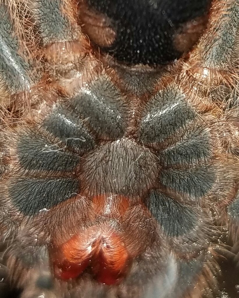 G. pulchripes