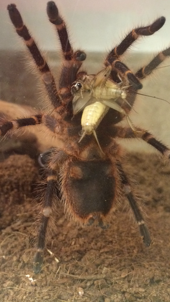 G.pulchripes