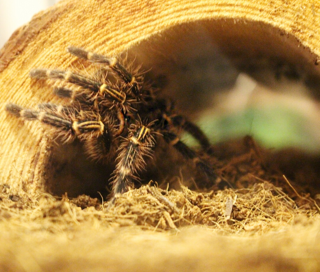 G pulchripes