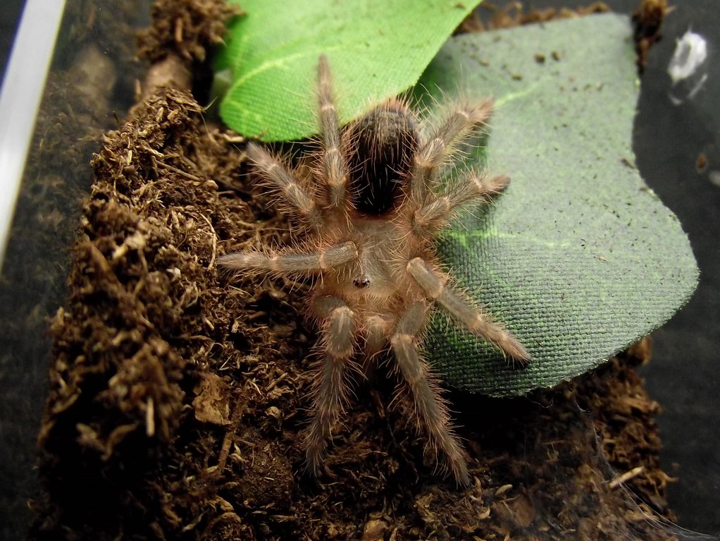 G. pulchripes