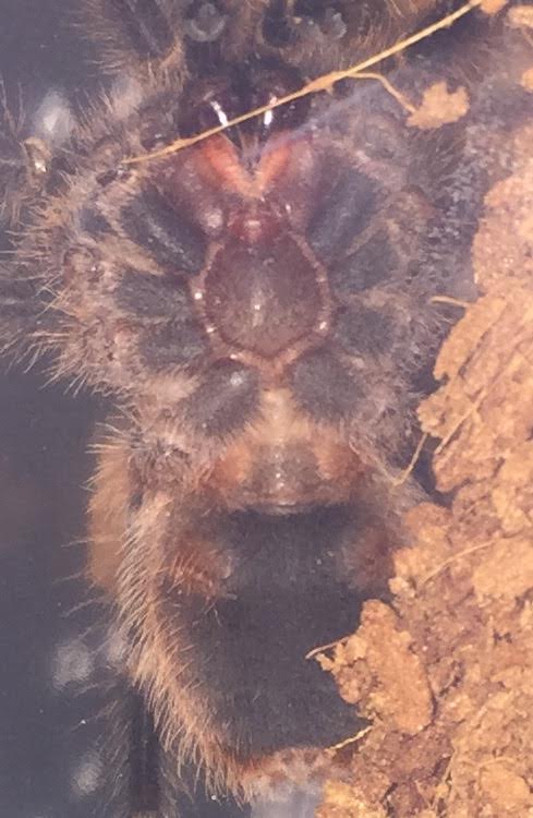 G. pulchripes