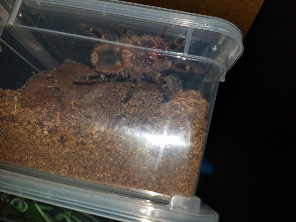 G. Pulchripes