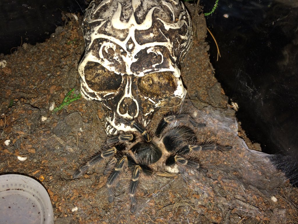 G. pulchripes