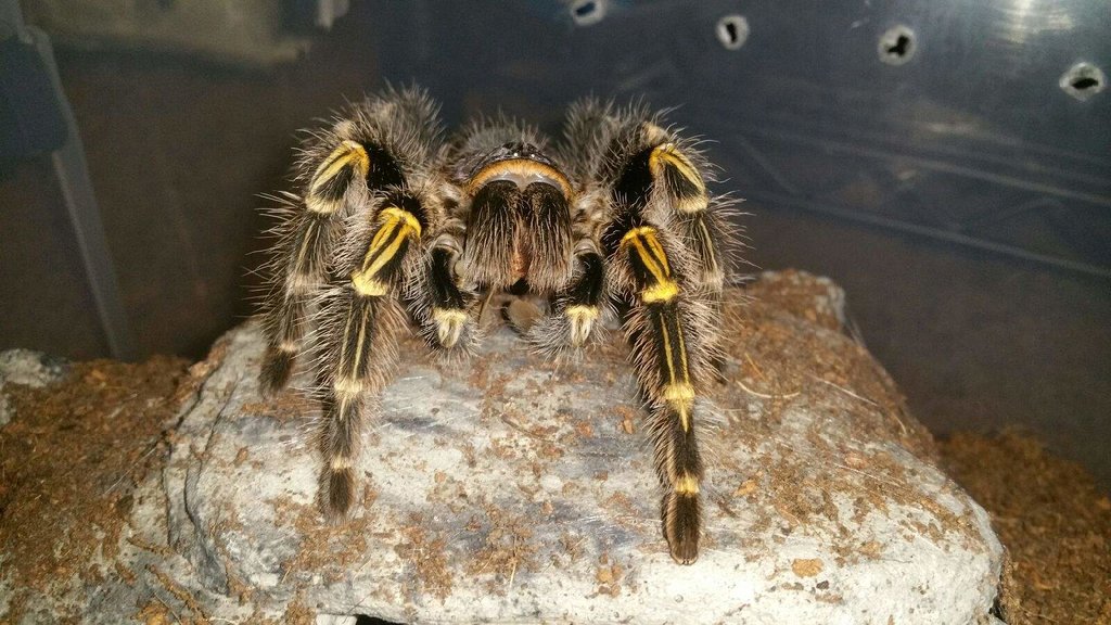 G. Pulchripes