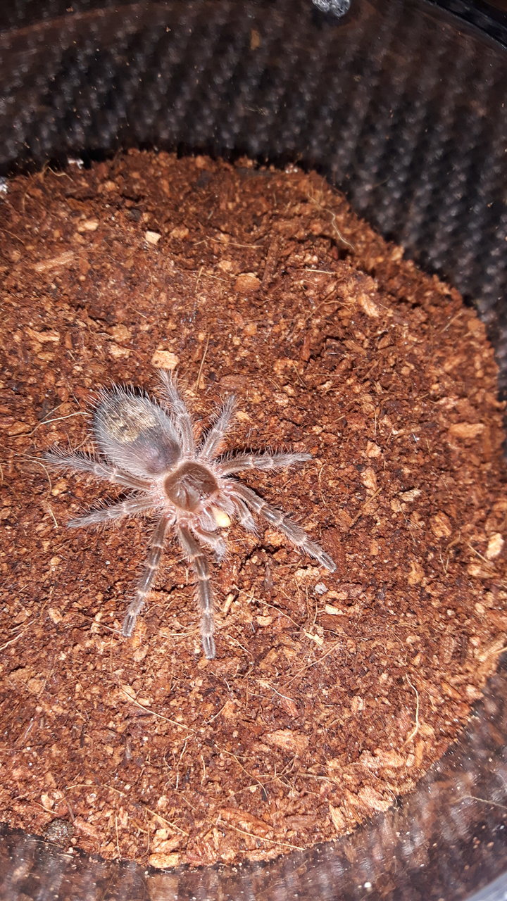 G.pulchripes