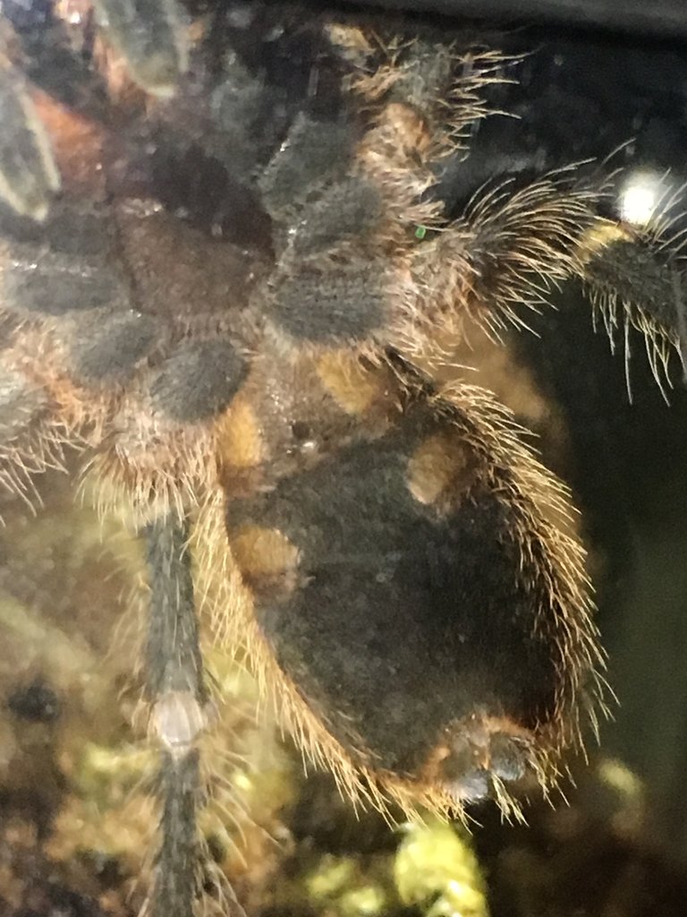 G.pulchripes
