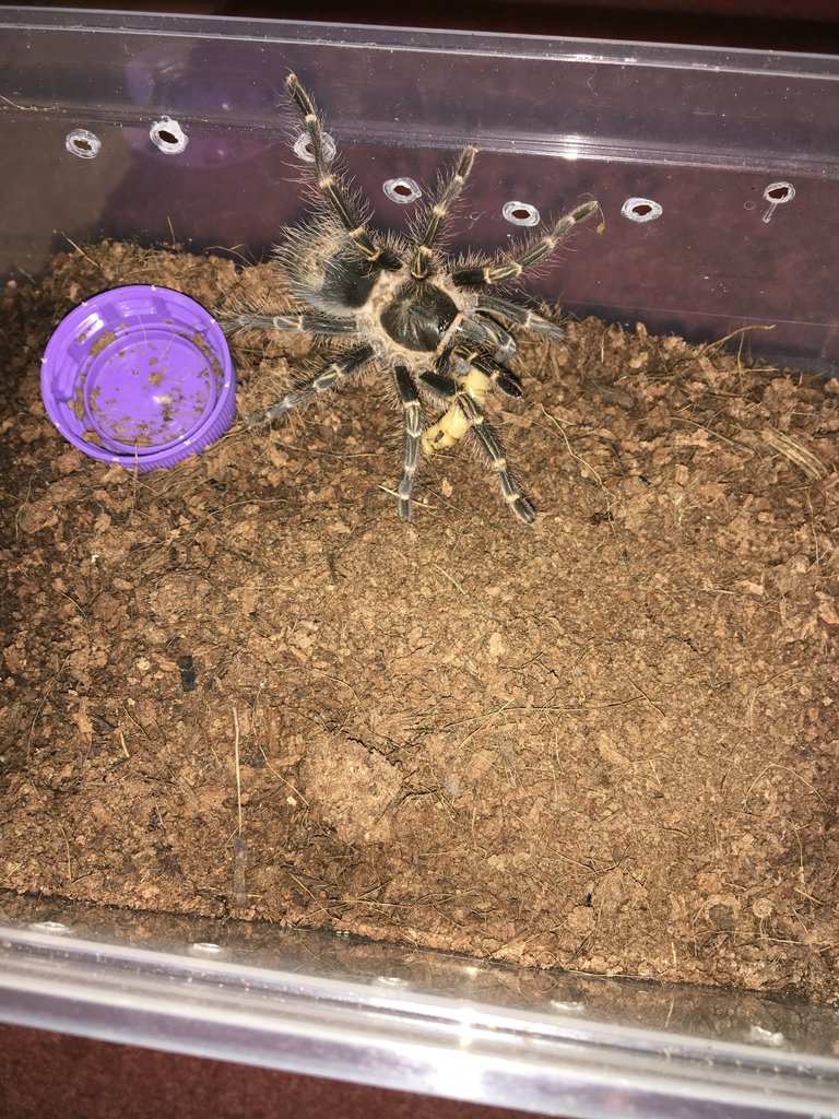 G.Pulchripes