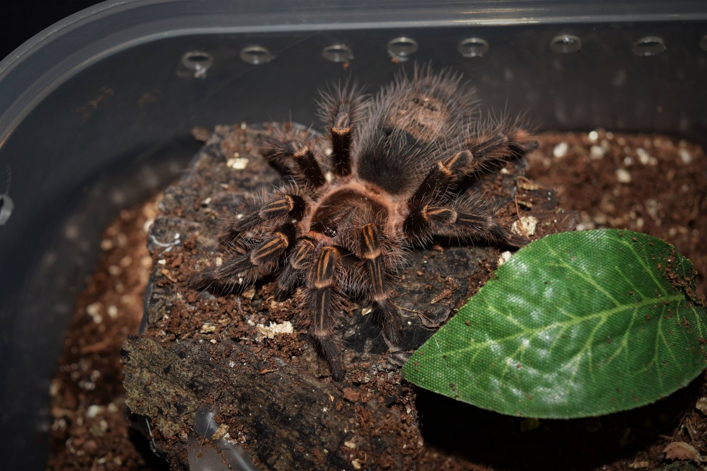 G. pulchripes