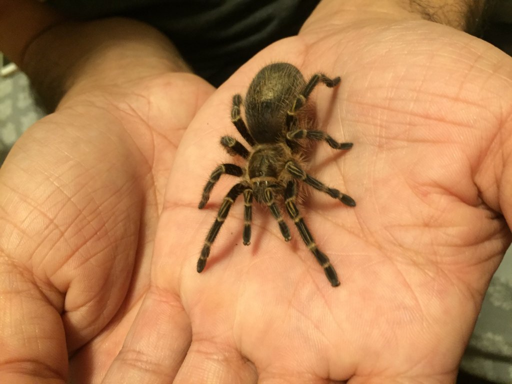 G. pulchripes