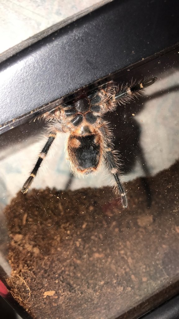 G. Pulchripes