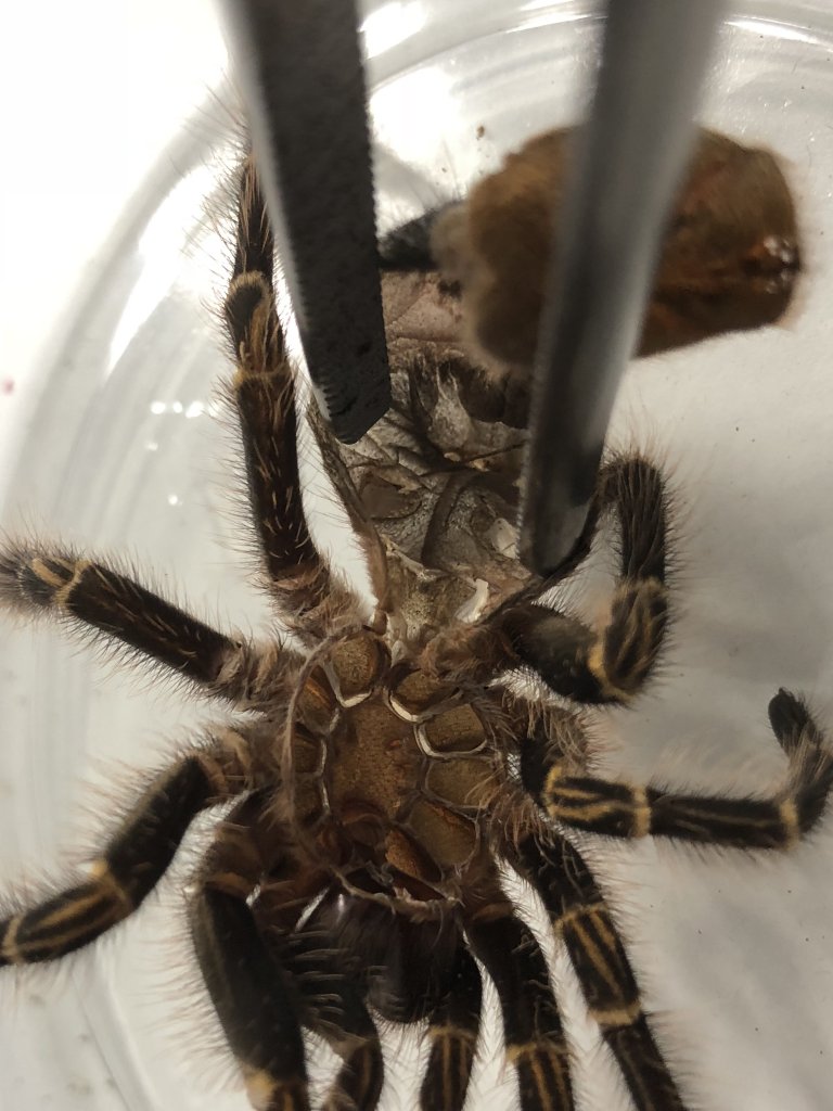 G. pulchripes