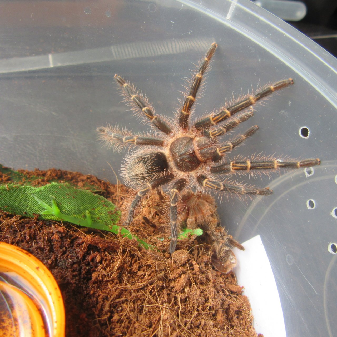 G pulchripes