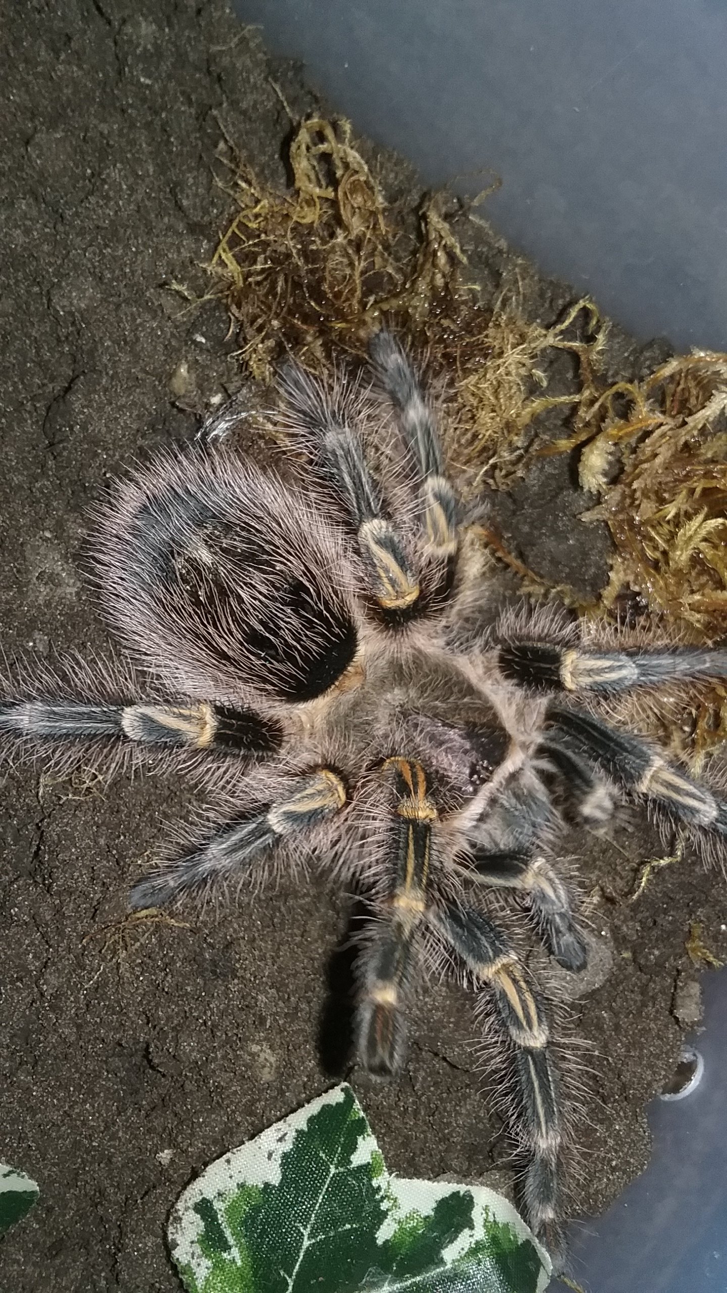 G. pulchripes