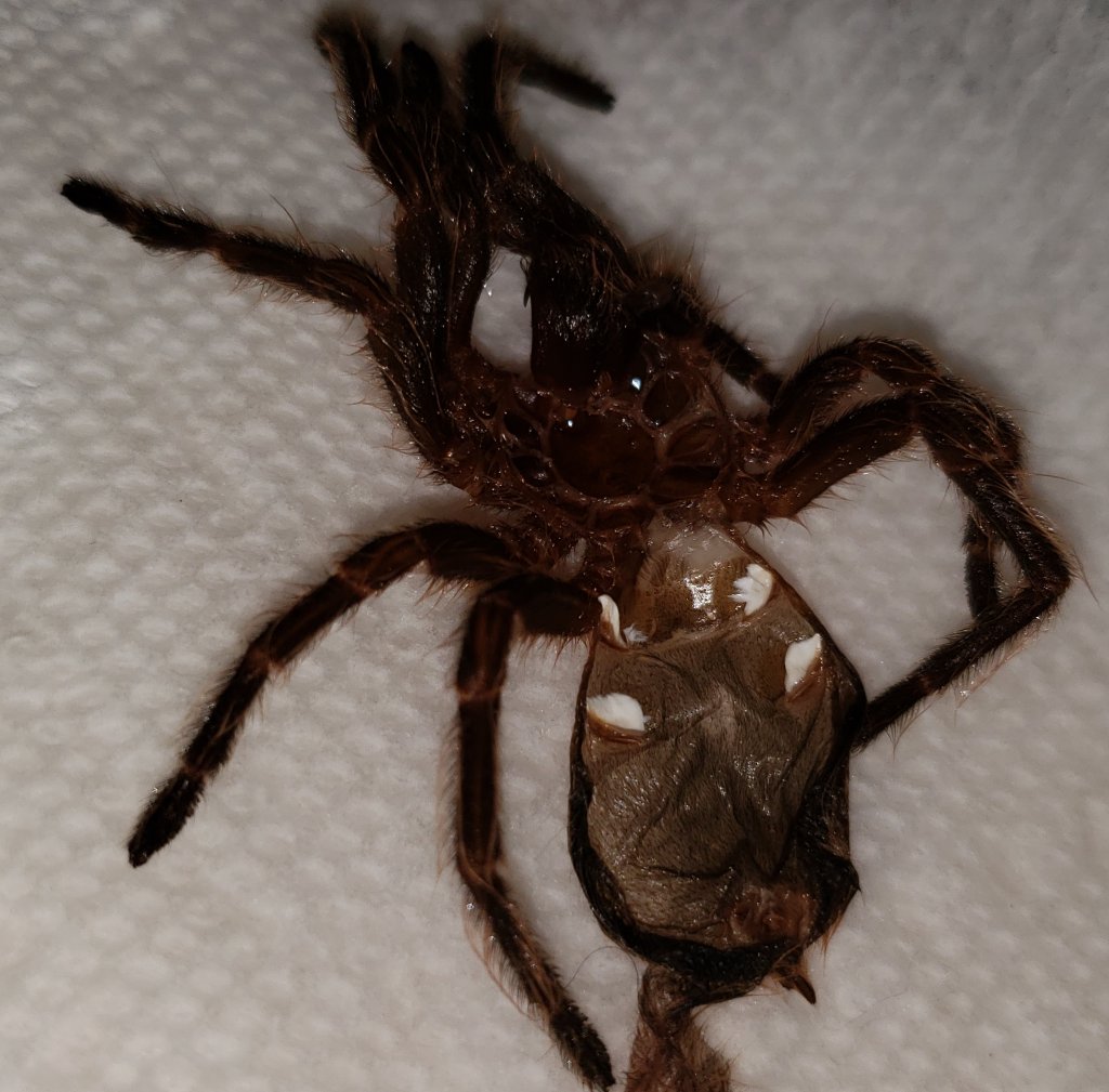 G. pulchripes