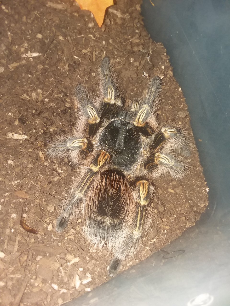 G. pulchripes