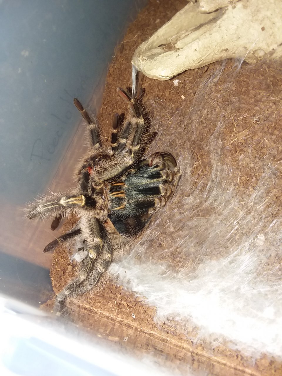 G. pulchripes