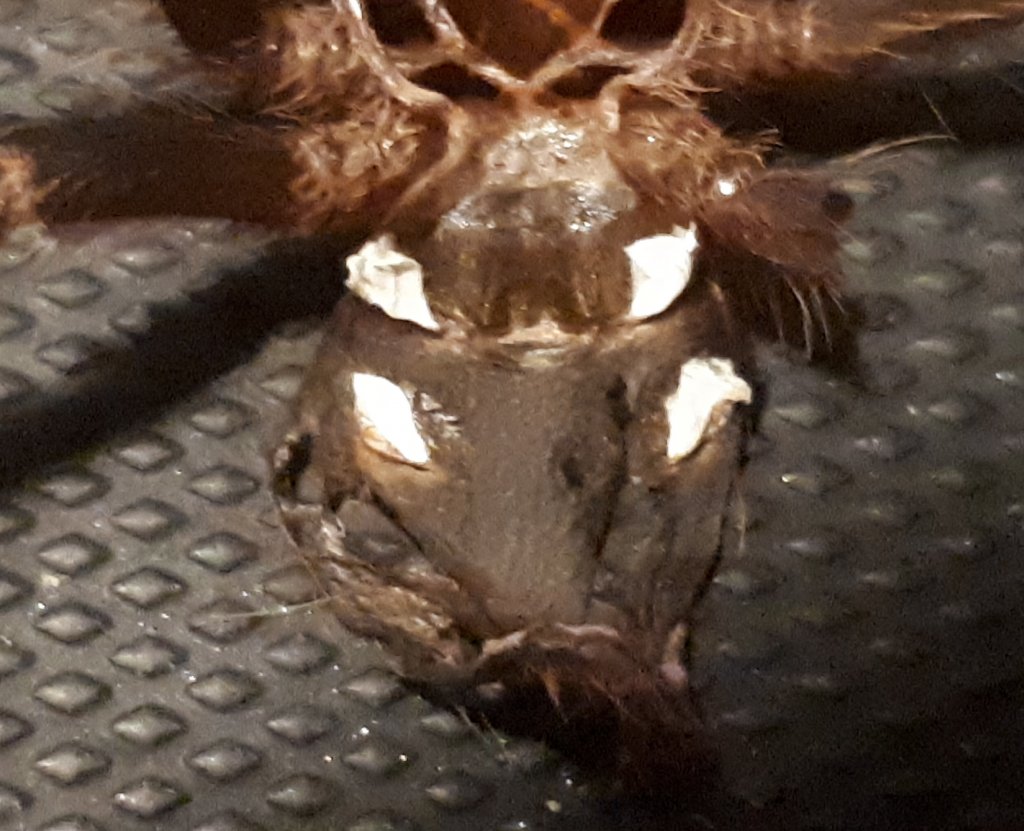 G. pulchripes