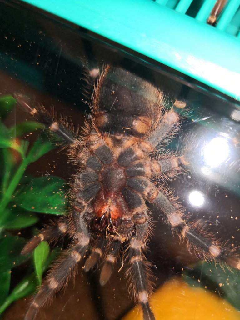 G pulchripes