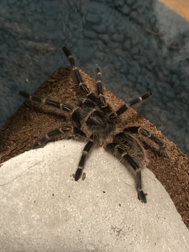 G. Pulchripes.