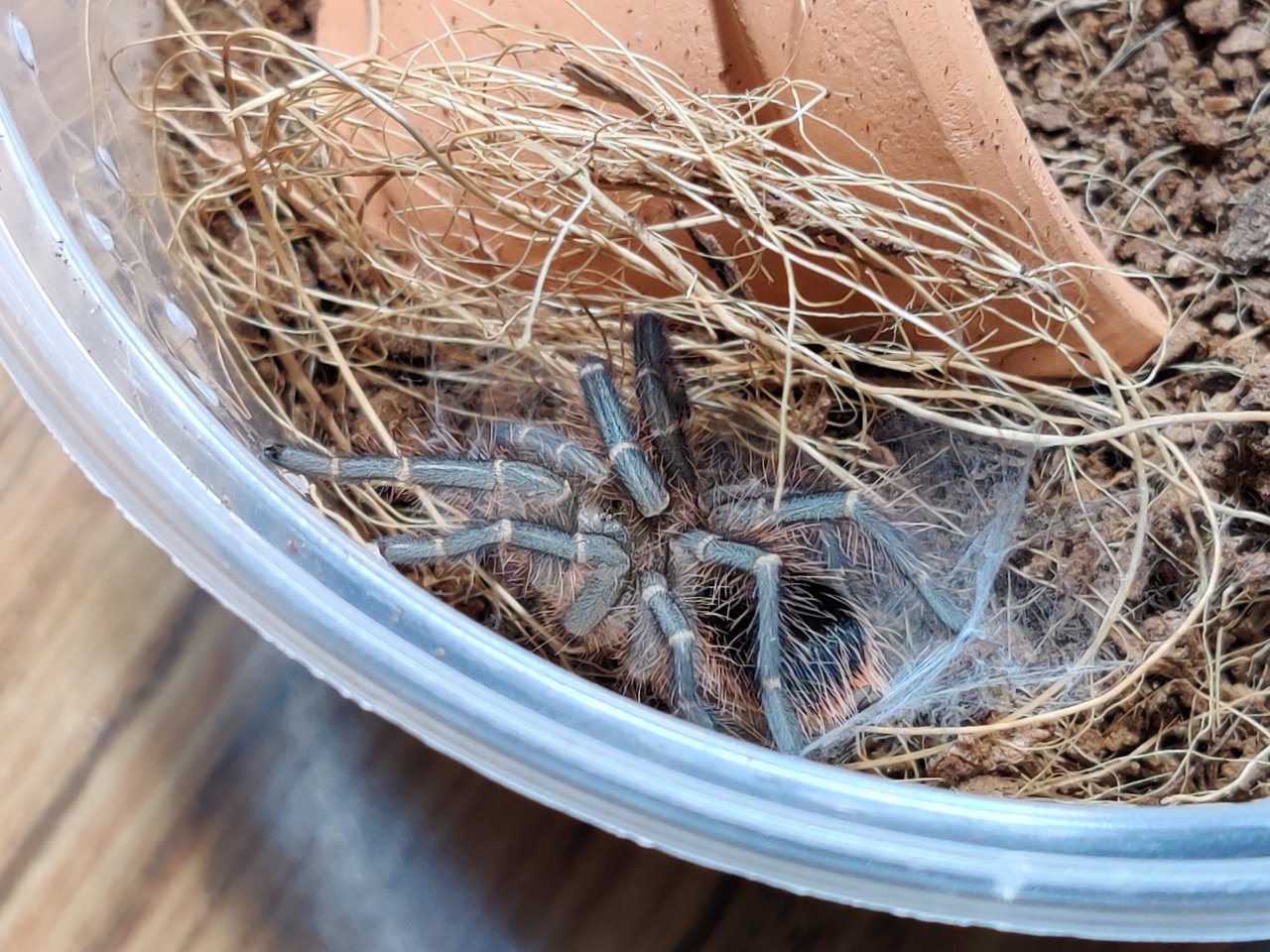 G. pulchripes