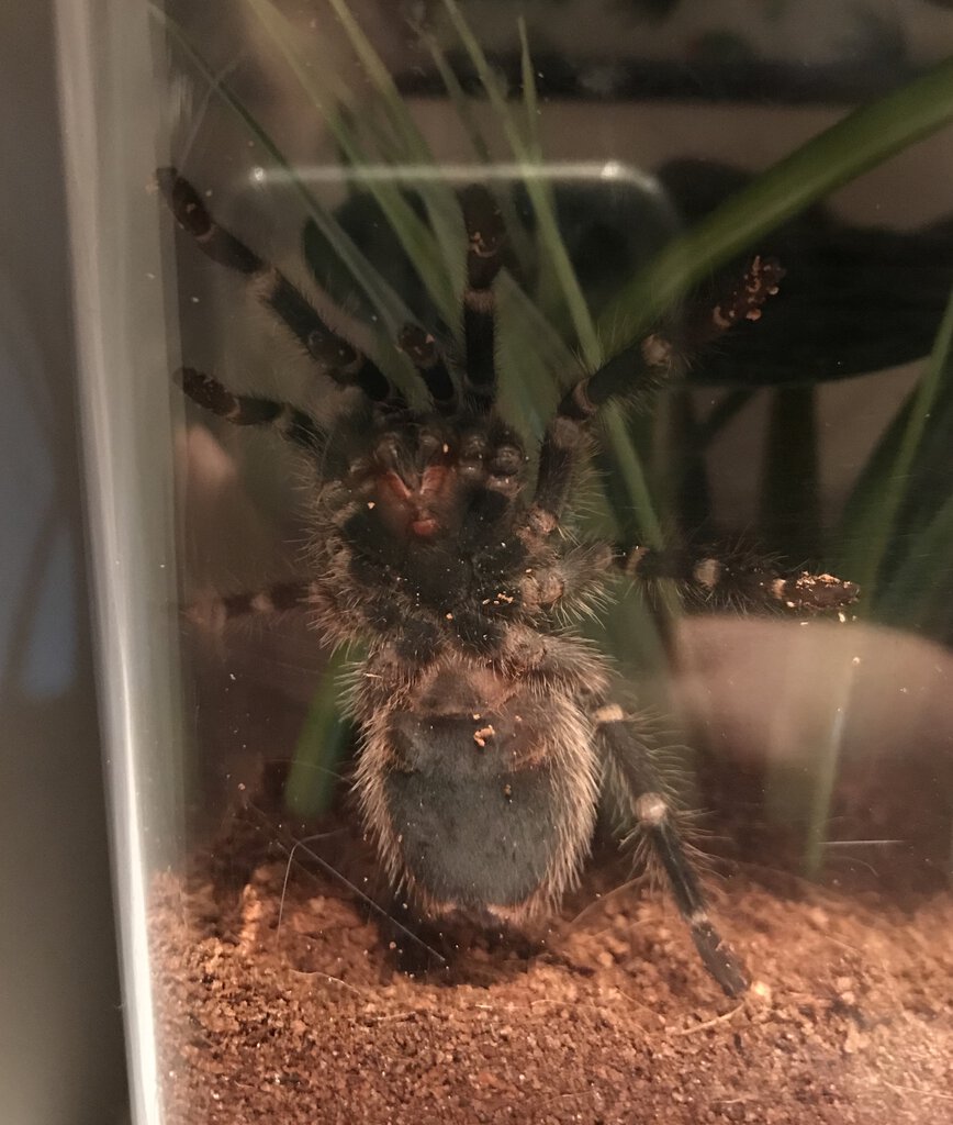 G Pulchripes