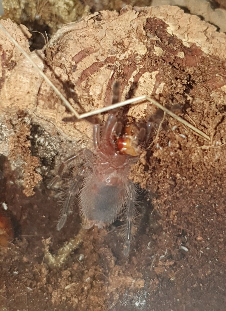 G. Pulchripes