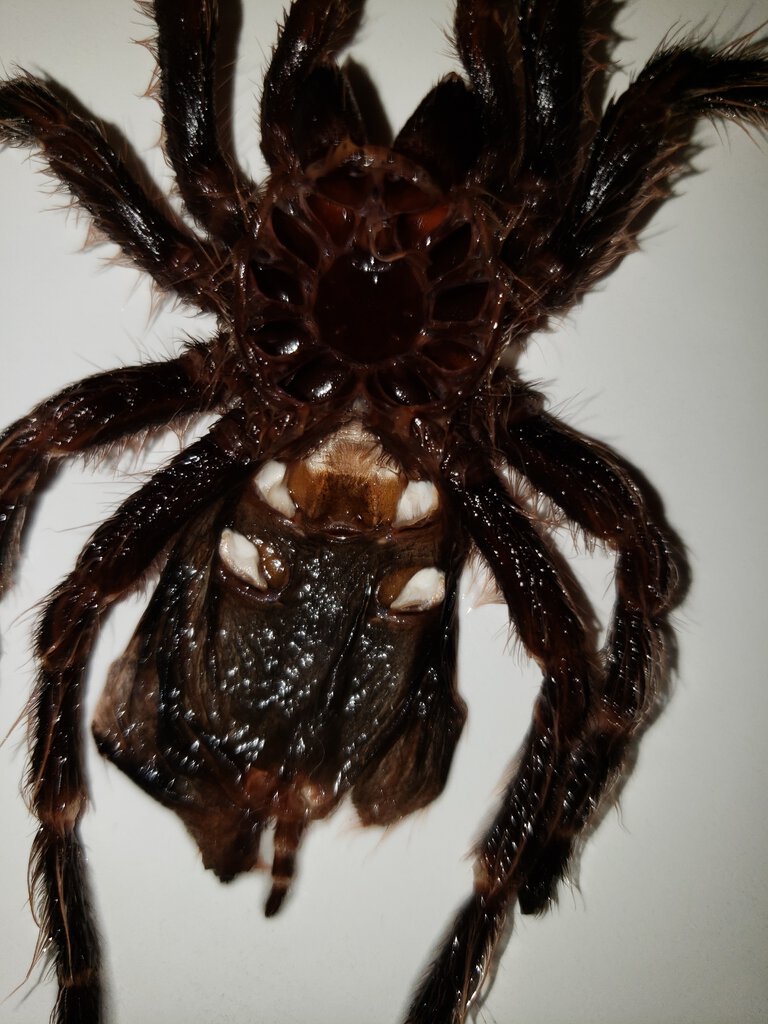 G. Pulchripes