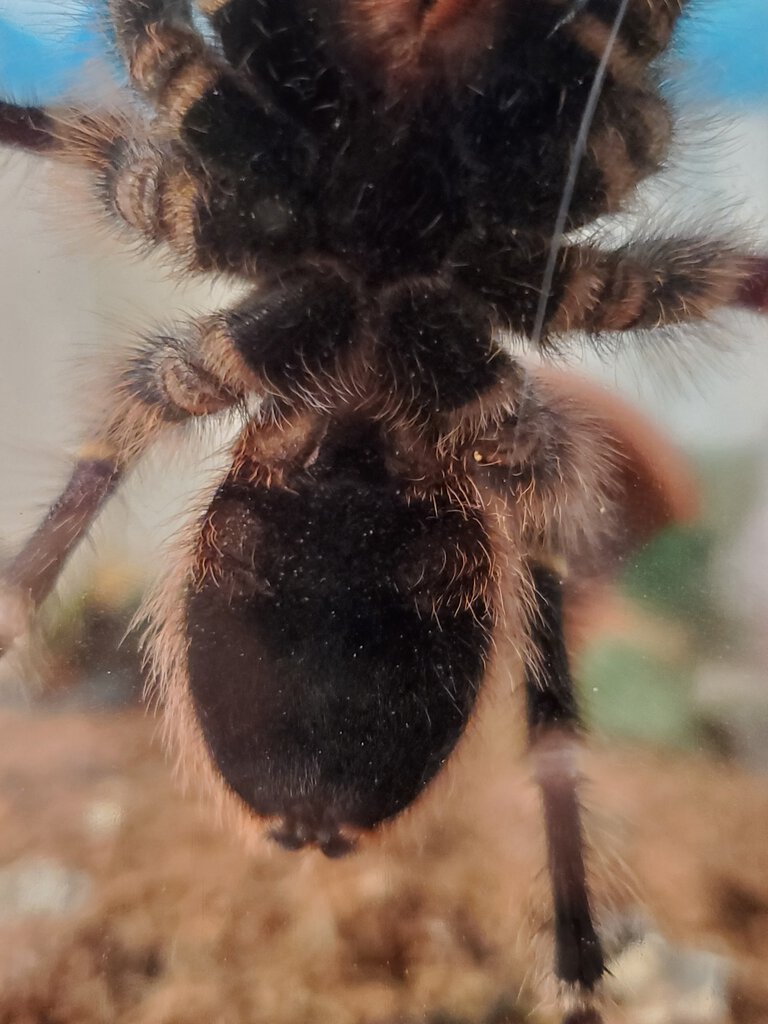 G. pulchripes