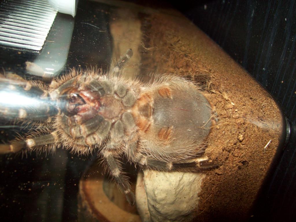 G. Pulcripes M/F