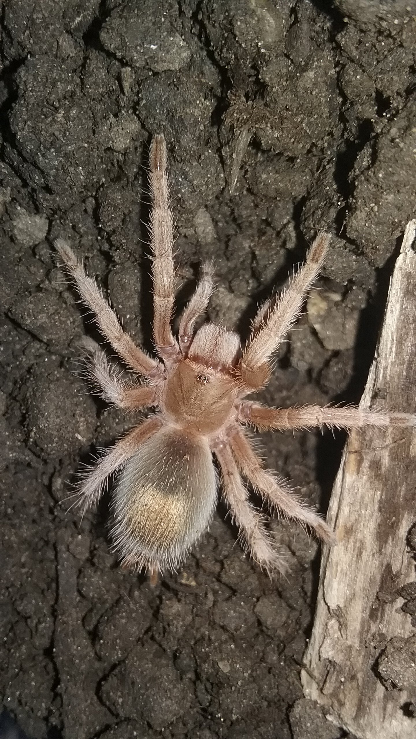 G. rosea 1